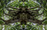mirrored tree